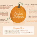 how to pick the perfect pumpkin?